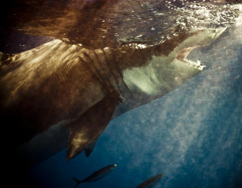 Omul care reuşeşte imposibilul. Este &quot;prieten&quot; de-o viaţă cu cei mai fioroşi locuitori ai oceanelor 173847