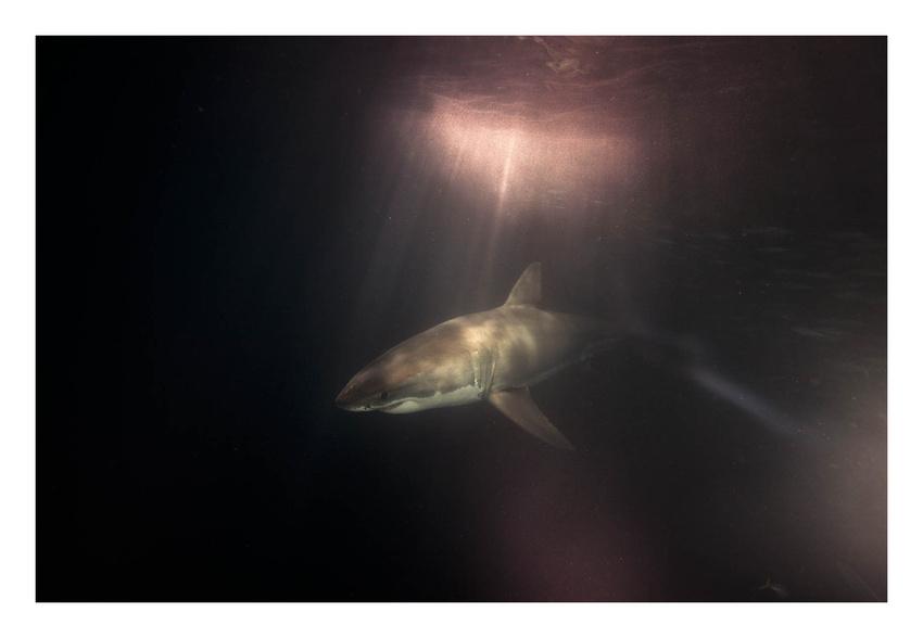 Omul care reuşeşte imposibilul. Este &quot;prieten&quot; de-o viaţă cu cei mai fioroşi locuitori ai oceanelor 173849