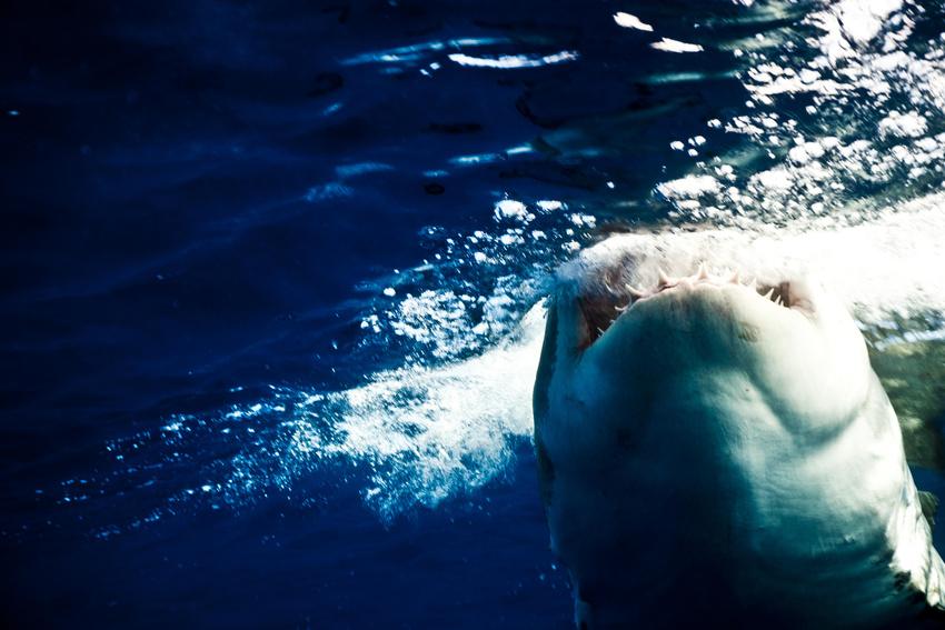 Omul care reuşeşte imposibilul. Este &quot;prieten&quot; de-o viaţă cu cei mai fioroşi locuitori ai oceanelor 173850