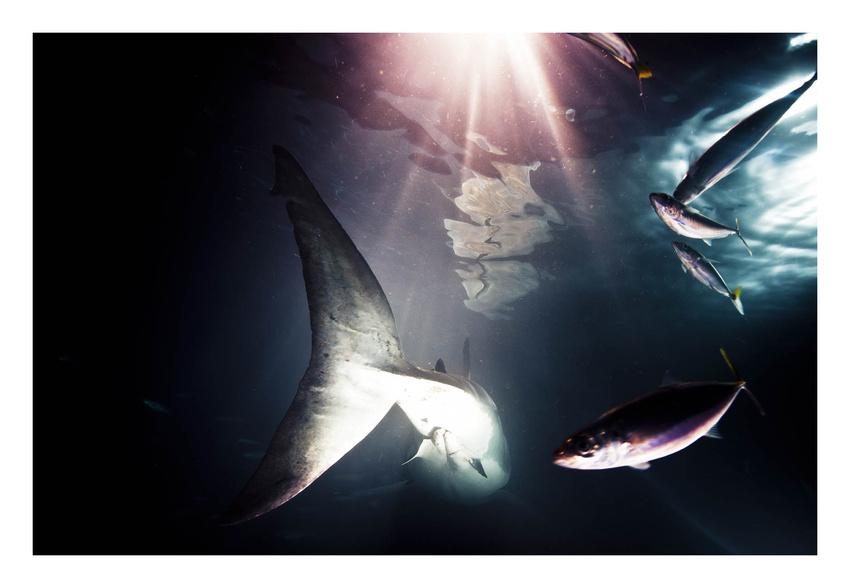 Omul care reuşeşte imposibilul. Este &quot;prieten&quot; de-o viaţă cu cei mai fioroşi locuitori ai oceanelor 173851