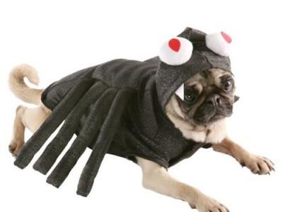 Buhuhu!!! Halloween-ul se apropie. Vezi cele mai tari costume 174169