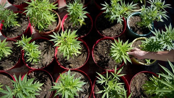 Colorado şi Washington sunt primele state americane care vor legaliza marijuana