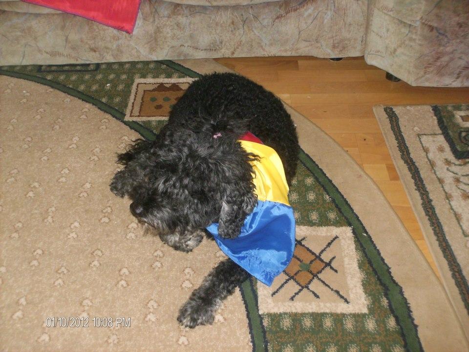 "Fii tare ca o stâncă şi nu uita că eşti româncă". Mii de mesaje impresionante au fost postate pe pagina de Facebook "Drapelul României" 176986