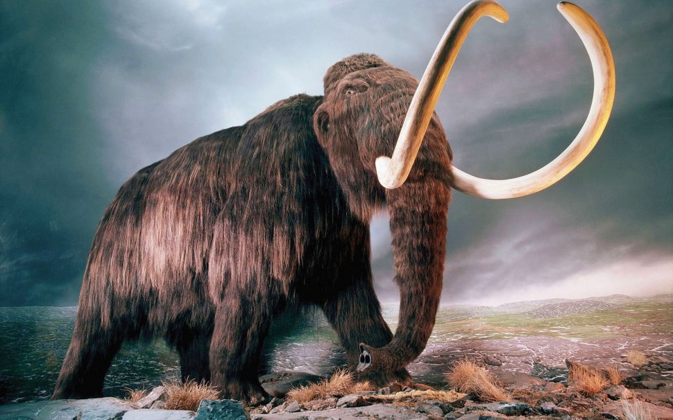 Scheletul integral al unui mamut, descoperit în Franţa