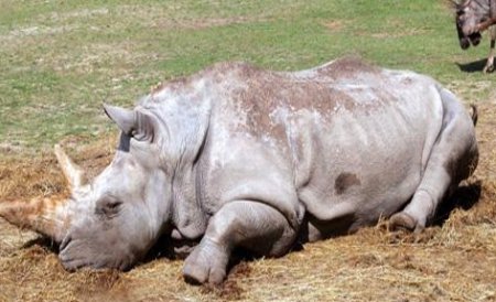 Un traficant de coarne de rinocer, condamnat la 40 de ani de închisoare în Africa de Sud