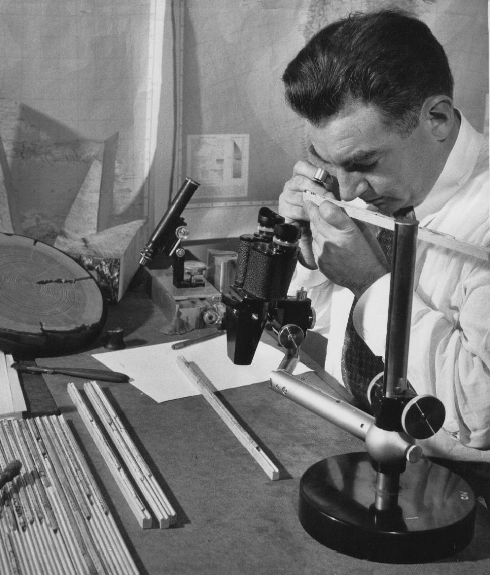 „Adversitatea naşte longevitate”. Povestea celui mai bătrân copac de pe Pământ 178136