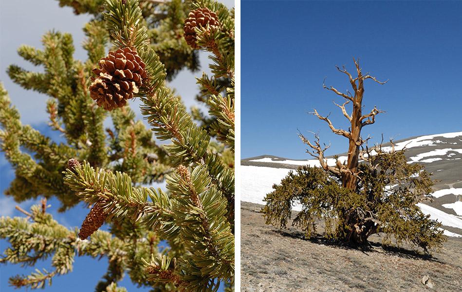 „Adversitatea naşte longevitate”. Povestea celui mai bătrân copac de pe Pământ 178137