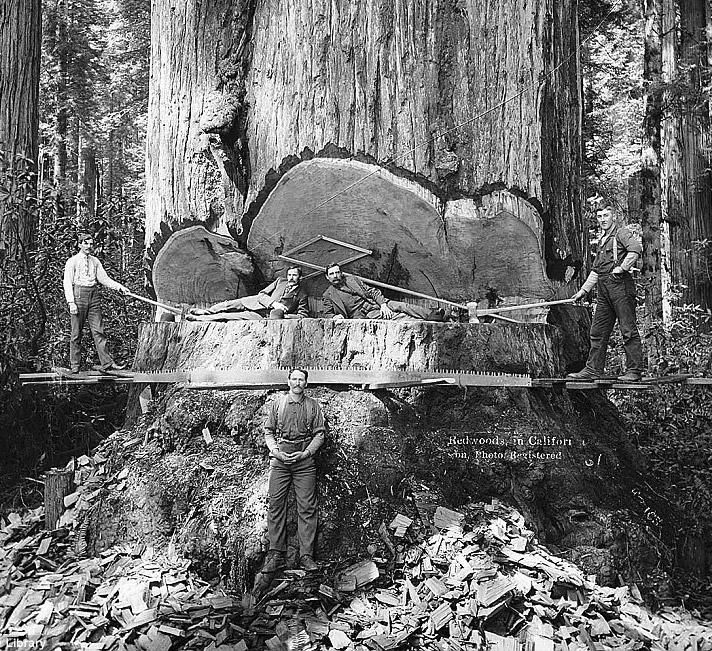 „Adversitatea naşte longevitate”. Povestea celui mai bătrân copac de pe Pământ 178138