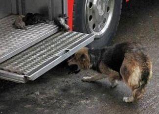 În timp ce mii de mame îşi abandonează copiii, această căţeluşă a impresionat întreaga lume cu ce a făcut 179464