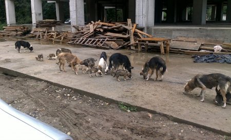 Mii de câini maidanezi din Bucureşti şi judeţul Ilfov ar putea ajunge în adăposturi speciale 