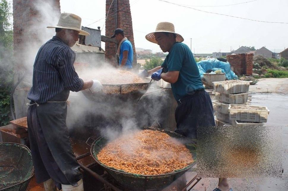 Ce fac chinezii înainte de a pune creveţii pentru export în pungi. Procedeul te va şoca 180230