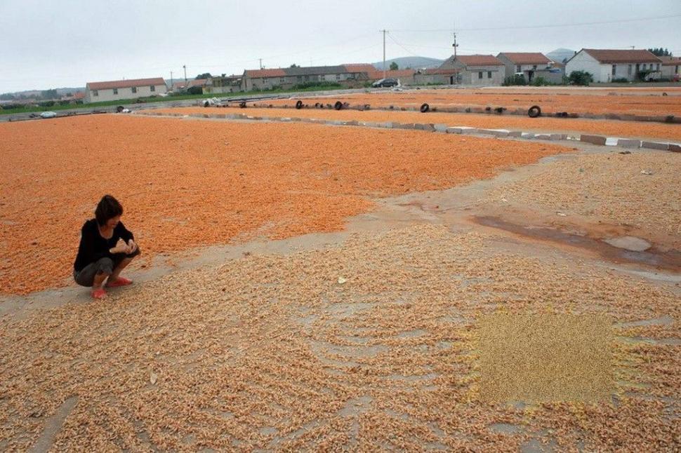 Ce fac chinezii înainte de a pune creveţii pentru export în pungi. Procedeul te va şoca 180233