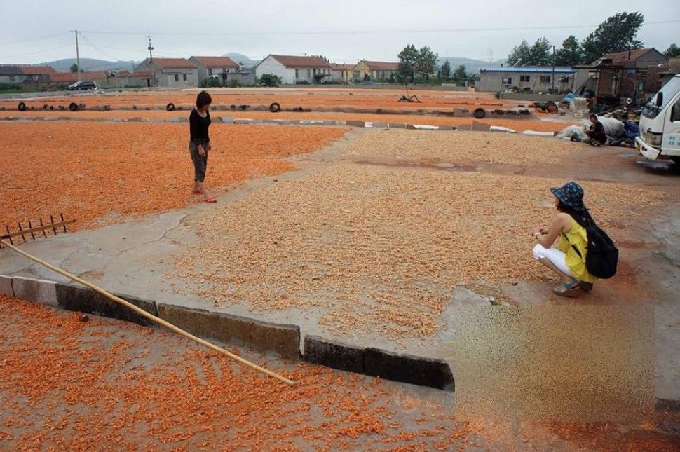 Ce fac chinezii înainte de a pune creveţii pentru export în pungi. Procedeul te va şoca 180234