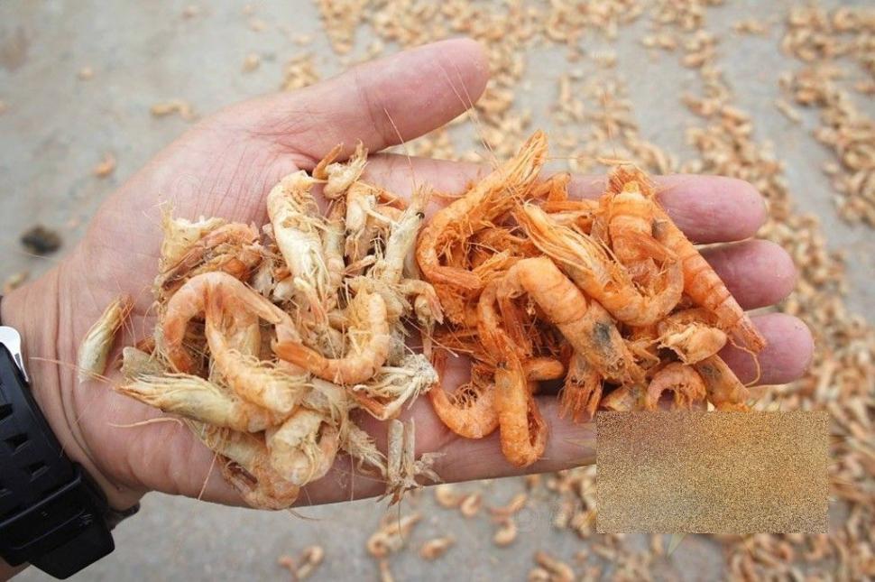 Ce fac chinezii înainte de a pune creveţii pentru export în pungi. Procedeul te va şoca 180235