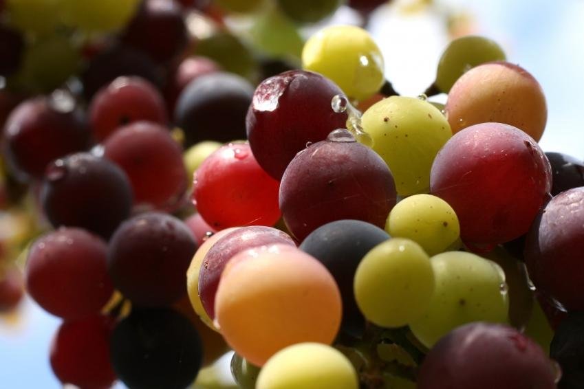Italienii vor să producă cel mai bun vin din lume în România