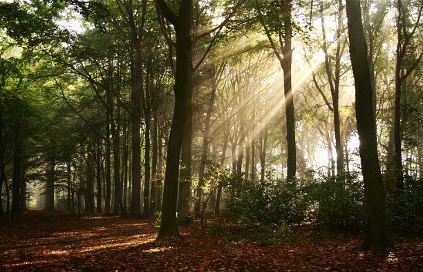 Guvernul lucrează la noua strategie naţională forestieră. Autorităţile vor să împădurească 20.000 de hectare pe an