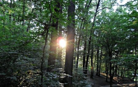 Ministrul Mediului: Pădurea Trivale va deveni rezervaţie naturală