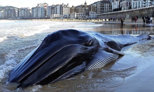 O balenă uriaşă, ce cântărea 10 tone, a fost găsită moartă după ce a eşuat pe o plajă din Ţara Bascilor