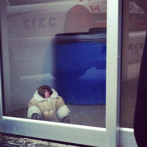 De la fotografia asta a început un fenomen pe Twitter şi Facebook. N-o să îţi vină să crezi unde a fost pozată maimuţica aceasta 182856