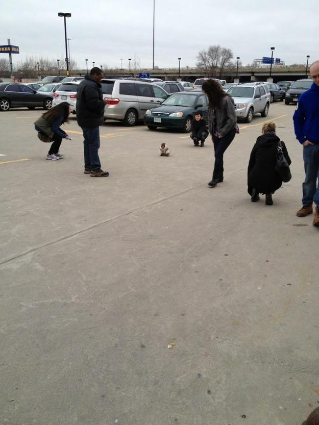De la fotografia asta a început un fenomen pe Twitter şi Facebook. N-o să îţi vină să crezi unde a fost pozată maimuţica aceasta 182859