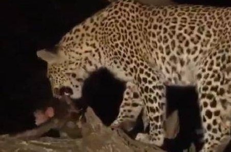 Impresionant! Un leopard şi-a ucis prada, dar a avut grija de puiul victimei