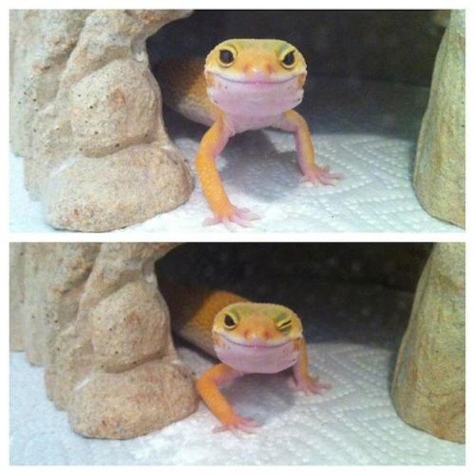 Să mai şi zâmbim! Imagini emoţionante pentru iubitorii de animale 183071