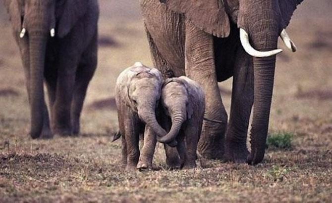 Să mai şi zâmbim! Imagini emoţionante pentru iubitorii de animale 183074