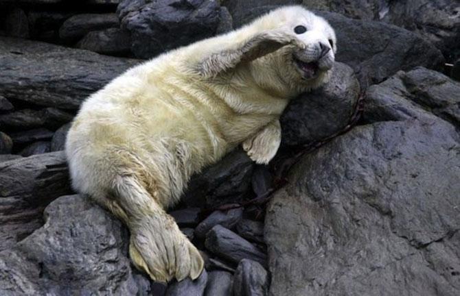 Să mai şi zâmbim! Imagini emoţionante pentru iubitorii de animale 183075