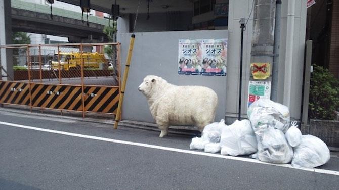 Să mai şi zâmbim! Imagini emoţionante pentru iubitorii de animale 183080