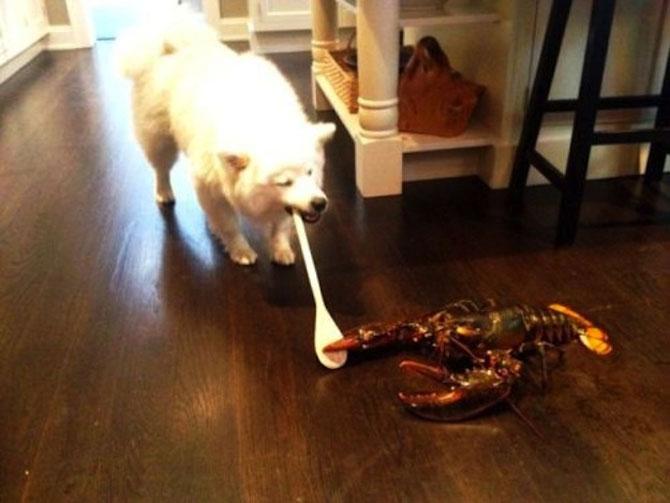 Să mai şi zâmbim! Imagini emoţionante pentru iubitorii de animale 183081