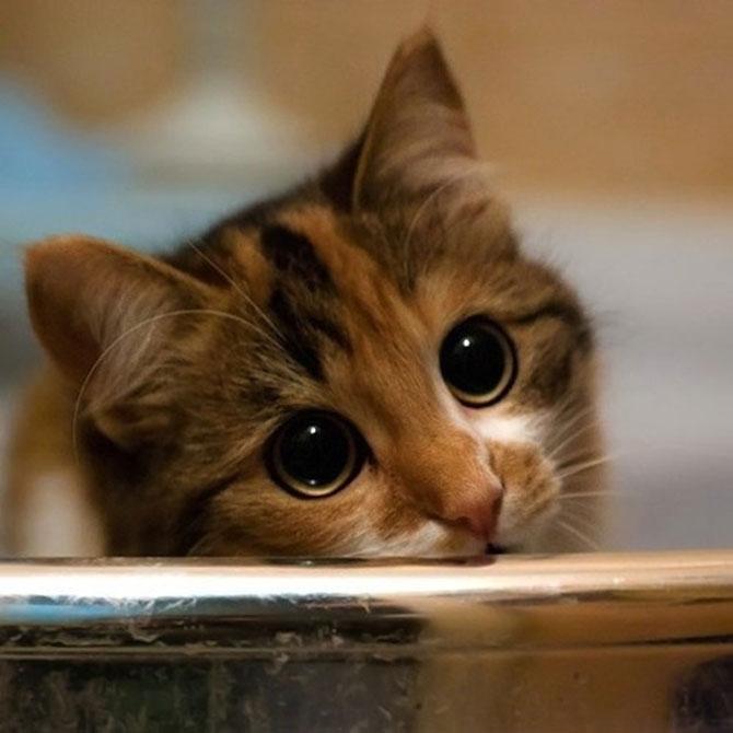 Să mai şi zâmbim! Imagini emoţionante pentru iubitorii de animale 183085