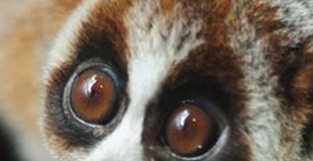 &quot;Are ochii mari şi faţa pufoasă&quot;. Cum arată noul lemurian descoperit în Borneo