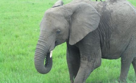 Doi elefanţi au fost salvaţi de la moarte cu vodcă!