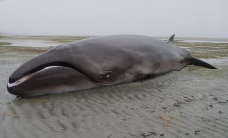 O balenă pe care oamenii de ştiinţă o credeau dispărută trăieşte şi în prezent