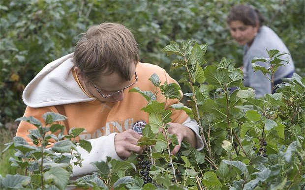 Extra 20,000 foreign workers could head to the UK to replace Romanian fruit pickers
