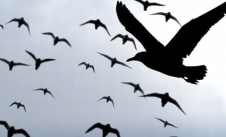 EPIDEMIE în SUA? Zeci de păsări moarte au fost descoperite pe o autostradă
