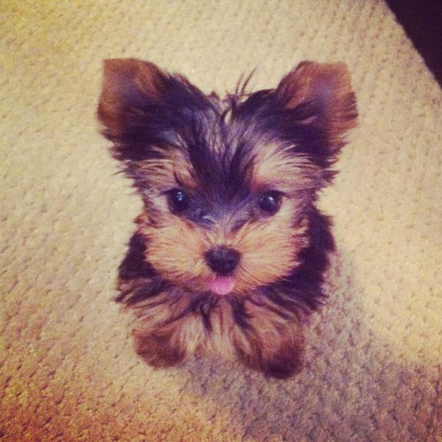 Este cel mai drăgălaş căţel. Sute de mii de oameni l-au văzut pe internet, iar pe Facebook a devenit vedetă 185848