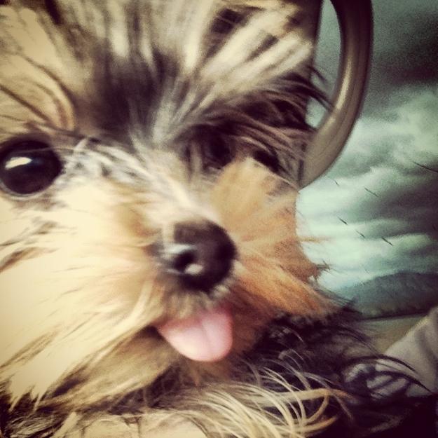 Este cel mai drăgălaş căţel. Sute de mii de oameni l-au văzut pe internet, iar pe Facebook a devenit vedetă 185849