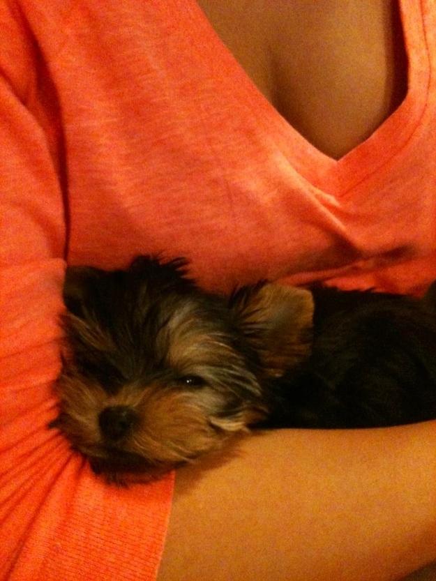 Este cel mai drăgălaş căţel. Sute de mii de oameni l-au văzut pe internet, iar pe Facebook a devenit vedetă 185851