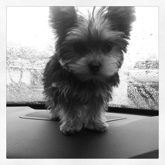 Este cel mai drăgălaş căţel. Sute de mii de oameni l-au văzut pe internet, iar pe Facebook a devenit vedetă 185852