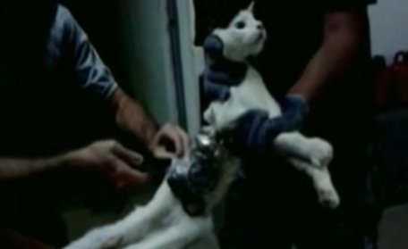 O pisică, actorul principal al operaţiunii &quot;Prison Break&quot; dintr-o închisoare braziliană