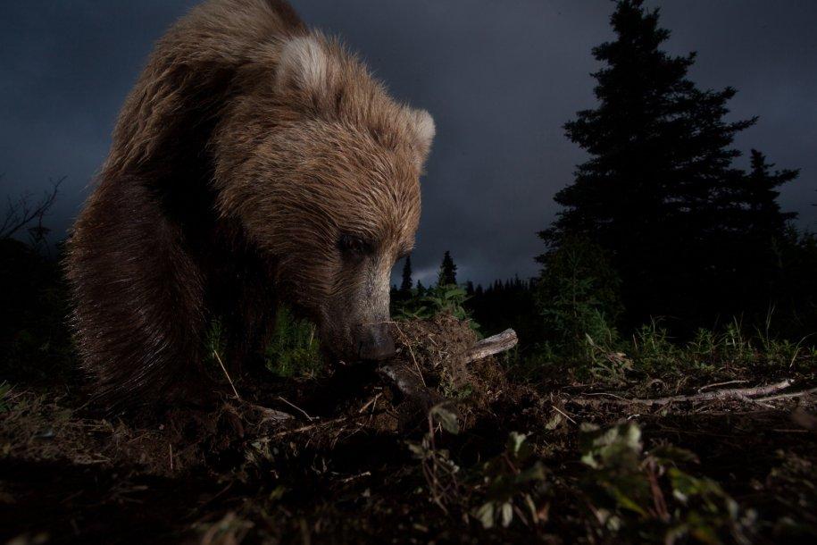 Din 22.000 de fotografii, acestea sunt cele mai frumoase, premiate de National Geographic 186178