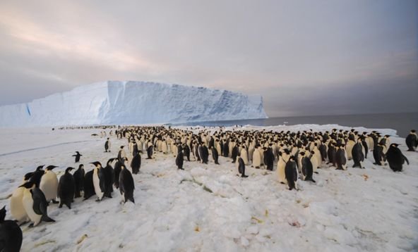 IMAGINI IMPRESIONANTE. Primii oameni care au &quot;vizitat&quot; o colonie cu 9.000 de pinguini imperiali