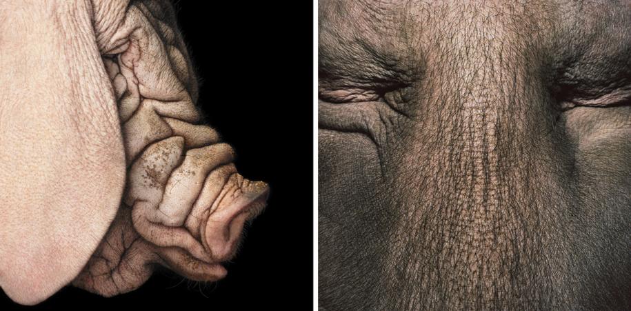 "Mai mult decât umani". Fotografii impresionante cu animale sălbatice, care arată cât de asemănătoare sunt omului 186807