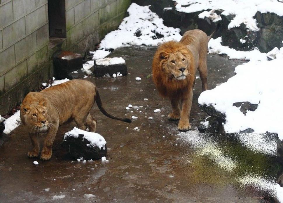 Pozele astea au revoltat un miliard de oameni. "Mintea lor era îngheţată de frigul de afară" 186722