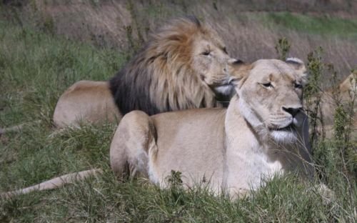 Zambia interzice vânătoarea de lei şi leoparzi