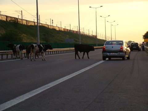 Este o bătaie de joc ce se întâmplă cu autostrăzile din România. Firma a luat 4 MILIOANE de euro pentru a nu face nimic