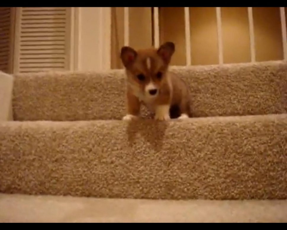 Printre primele lecţii din viaţa unui căţel - cum să cobori scările