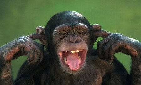 Ce face omul, face şi maimuţa: Un cimpanzeu a devenit dependent de FILME PORNO
