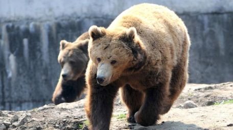 Urşii din staţiunea Băile Tuşnad creează mari probleme localnicilor